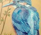 CDKG09 - Kingfisher